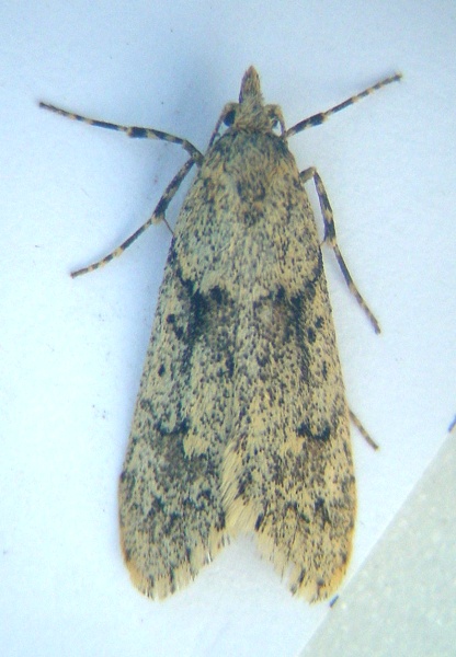 Diurnea fagella