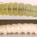 Larva • Last instar larva. October. Imago reared • © Ian Smith