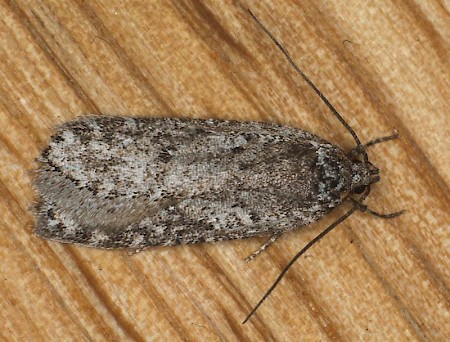 Exaeretia ciniflonella