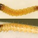 Larva • Early instar larva. In stem of Apium nodiflorum. Early July. Cheshire. • © Ian Smith