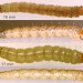 Larvae • in stems of Apium nodiflorum. July. Imago reared. • © Ian Smith