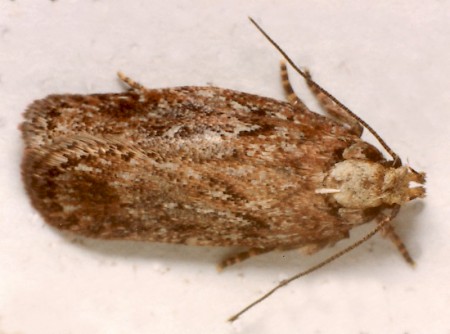Depressaria pulcherrimella