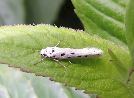 Ethmia terminella