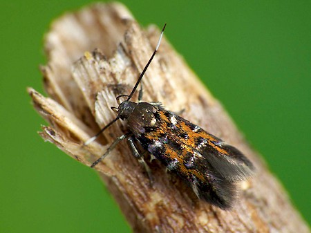 Pancalia leuwenhoekella