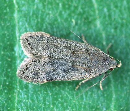 Adult &bull; Cromwell Bottom NR, West Yorkshire &bull; &copy; Ian Kimber