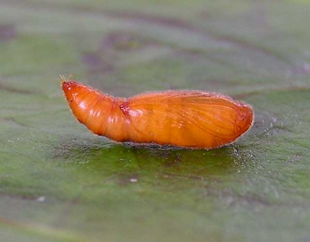Anacampsis populella