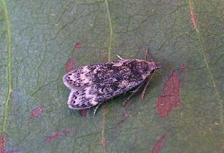 Anacampsis blattariella