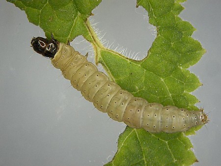 Nothris congressariella