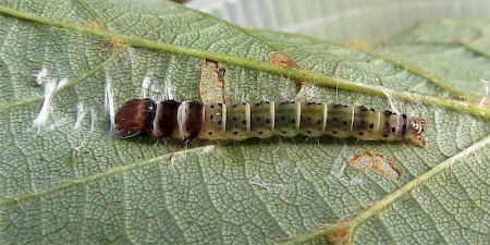 Dichomeris ustalella
