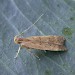 Adult • Algarve, Portugal, leg. N.Montegriffo, gen.det. M. Corley • © Nick Montegriffo
