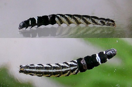 Helcystogramma rufescens