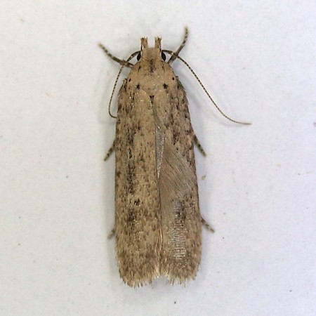Platyedra subcinerea