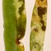 Mines &bull; June. In Atriplex littoralis &bull; &copy; Ian Smith
