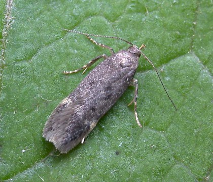 Adult &bull; Denham, East Suffolk. Gen. det. N. Whinney &bull; &copy; Nigel Whinney