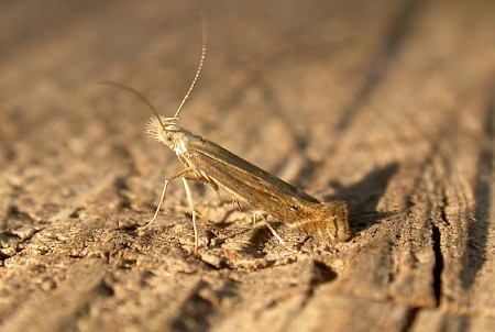 Isophrictis striatella
