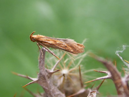 Metzneria aestivella