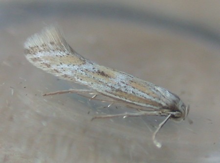 Ptocheuusa paupella