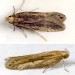 Adults • July. Ex larvae on Ulex in April. • © Ian Smith