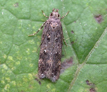 Adult &bull; Denham, East Suffolk &bull; &copy; Nigel Whinney