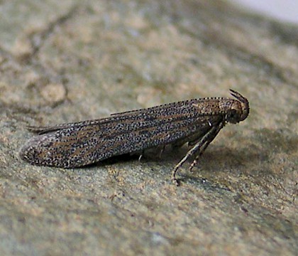 Adult &bull; Reared from Cirsium arvense, Chorlton, Greater Manchester &bull; &copy; Ben Smart