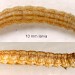 Larva • Flint Castle salt marsh, Flintshire. April 2003. On Halimione portulacoides • © Ian Smith