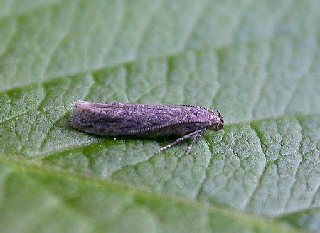 Scrobipalpa nitentella