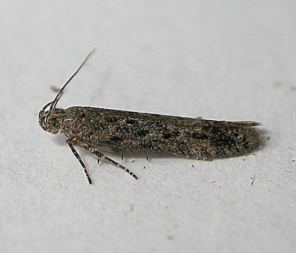Adult &bull; Great Horwood, Bucks; gen. det. P.Hall &bull; &copy; Dave Wilton