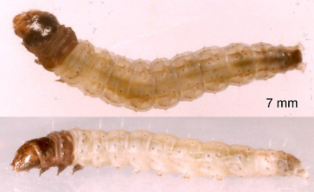 Scrobipalpa costella
