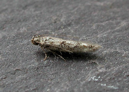 Caryocolum alsinella