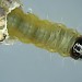 Larva • East Prawle, S. Devon • © Bob Heckford