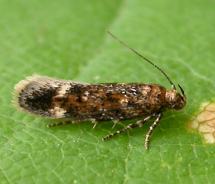 Adult &bull; Ex. larva on Stellarium nemorum, Sale, Greater Manchester &bull; &copy; Ben Smart