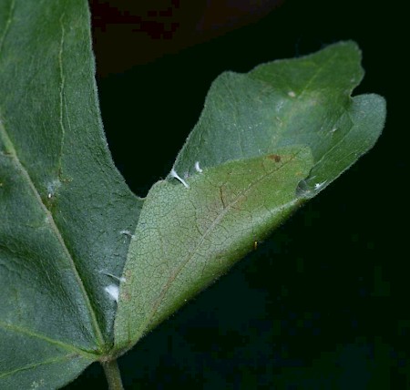 Altenia scriptella