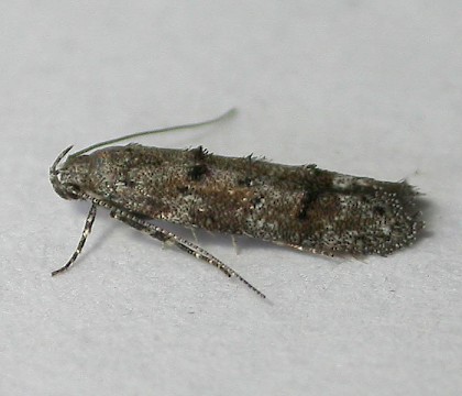 Adult &bull; Whitecross Green Wood, Bucks &bull; &copy; Dave Wilton