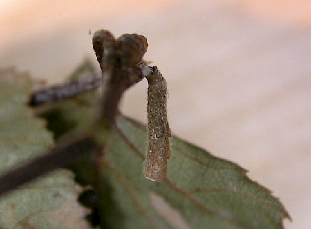 Coleophora milvipennis