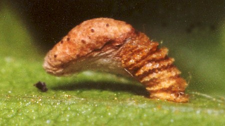 Coleophora serratella