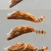 Final instar larva &bull; Chorlton, Greater Manchester &bull; &copy; Ben Smart