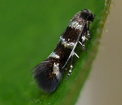 Adult &bull; Windmill Hill, Worcs. Ex. Larva on wild basil &bull; &copy; Oliver Wadsworth