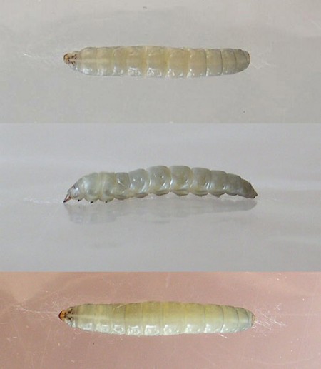 Elachista argentella