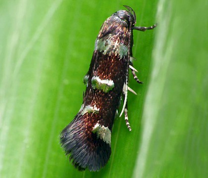 Adult &bull; Wyre Forest, Worcestershire, ex. Mine on Luzula sylvatica &bull; &copy; Patrick Clement