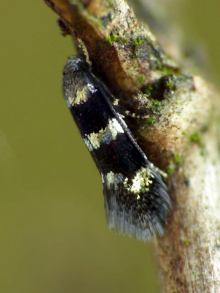 Elachista gleichenella