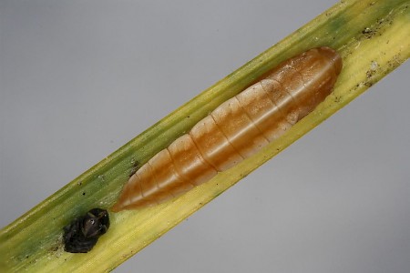 Elachista eleochariella
