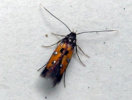 Chrysoclista linneella