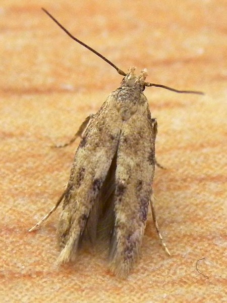 Mompha epilobiella