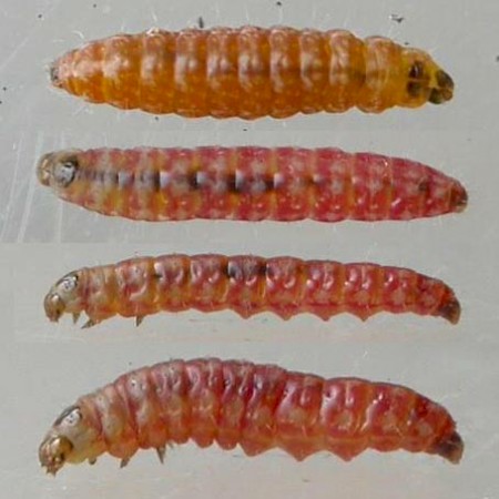 Mompha miscella