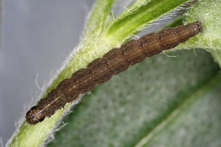 Scythris fallacella