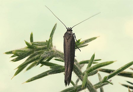 Scythris grandipennis