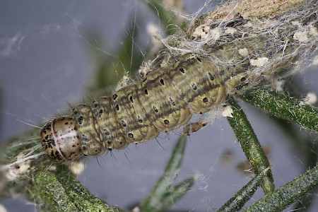 Scythris grandipennis