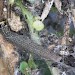 Larva • South Devon, on Lotus corniculatus • © Bob Heckford