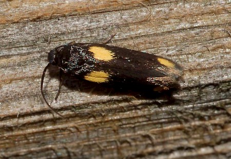 Scythris sinensis