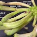Feeding signs • Feeding signs on Lonicera periclymenum • © Ben Smart